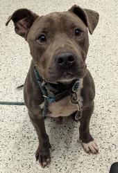 Shelter Stray Male Dog last seen Atlanta, GA 30310, Atlanta, GA 30336