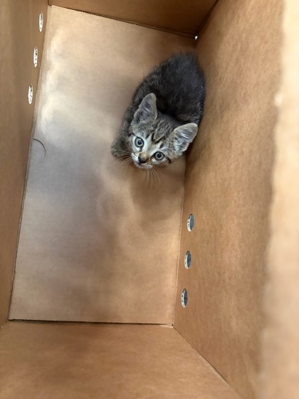 Shelter Stray Unknown Cat last seen Atlanta, GA 30336, Atlanta, GA 30336
