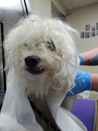 Shelter Stray Male Dog last seen Charleston, SC 29412, North Charleston, SC 29406