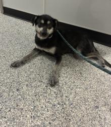Shelter Stray Female Dog last seen Converse, TX 78109, Converse, TX 78109