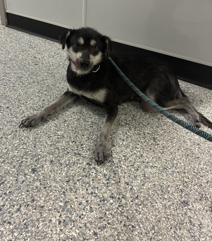 Shelter Stray Female Dog last seen Converse, TX 78109, Converse, TX 78109