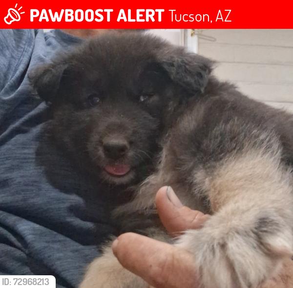 Lost Male Dog last seen Tucson Blvd, Himmel Park, Tucson, AZ 85719