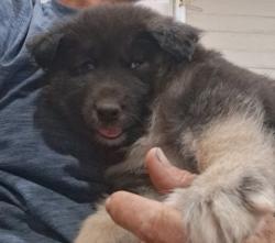 Lost Male Dog last seen Tucson Blvd, Himmel Park, Tucson, AZ 85719