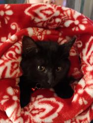 Reunited Female Cat last seen 84th & Rutgers St, Westminster CO  80031, Westminster, CO 80031