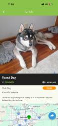 Lost Male Dog last seen Lincoln and Oliver autozone, Wichita, KS 67218