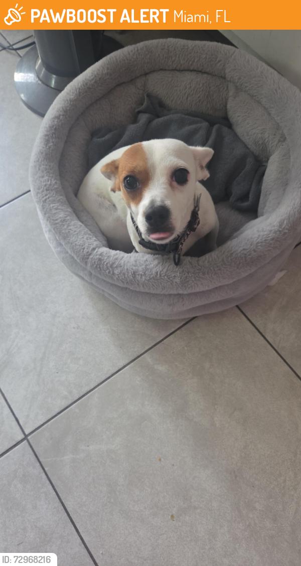 Found/Stray Female Dog last seen I don't remember.  She follows us , Miami, FL 33137