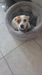 Found/Stray Female Dog last seen I don't remember.  She follows us , Miami, FL 33137