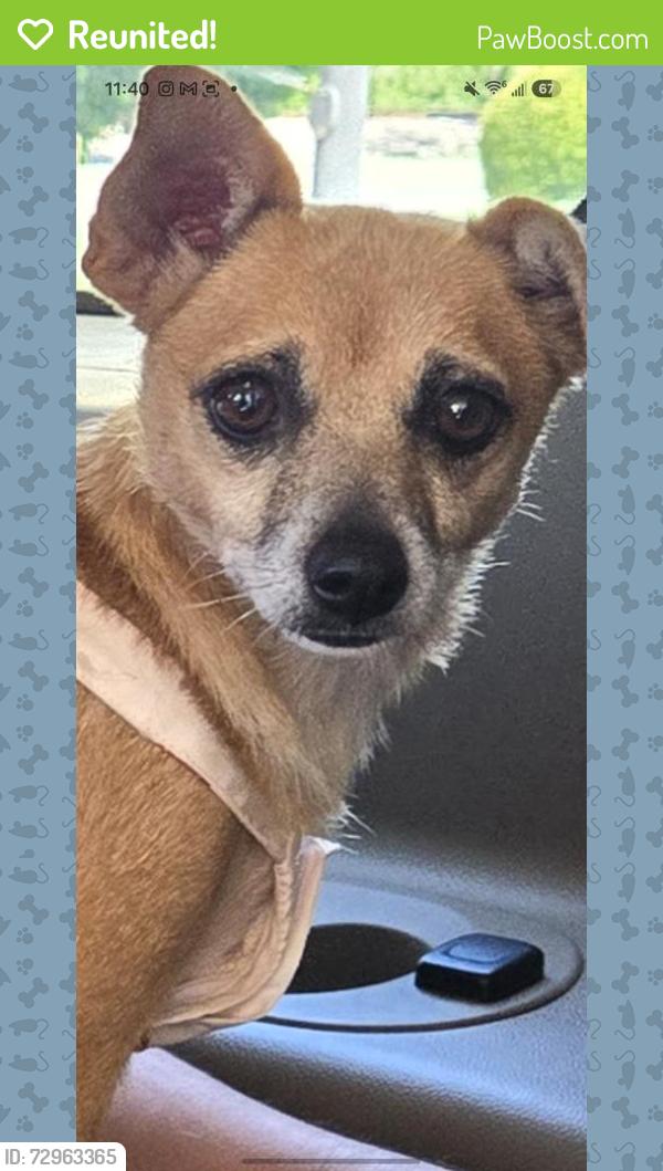 Reunited Female Dog last seen The Hollow at Slaughter Creek, Austin, TX 78750