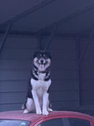 Lost Male Dog last seen Near lytle road, Yuba City, CA 95993