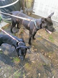 Found/Stray Male Dog last seen Helene & Hopewell Rd. , Memphis, TN 38117