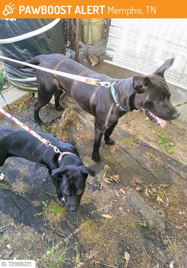 Found/Stray Male Dog last seen Helene & Hopewell Rd. , Memphis, TN 38117