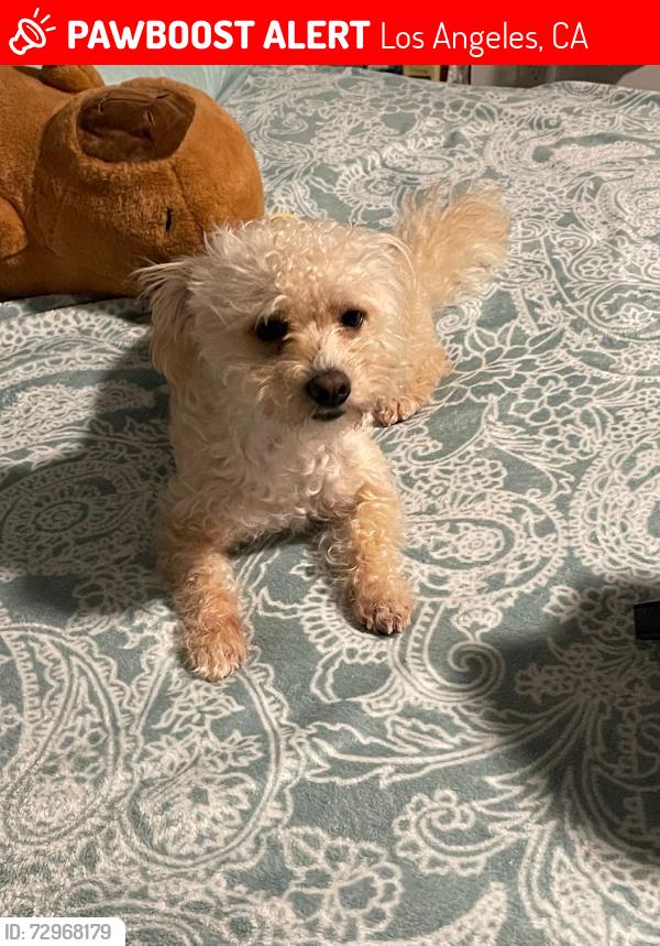 Lost Male Dog last seen Normandie y Vernon, Los Angeles, CA 90062