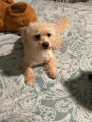 Lost Male Dog last seen Normandie y Vernon, Los Angeles, CA 90062
