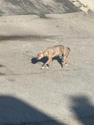 Reunited Female Dog last seen Prentice Street and Belmont Street  , Worcester, MA 01605