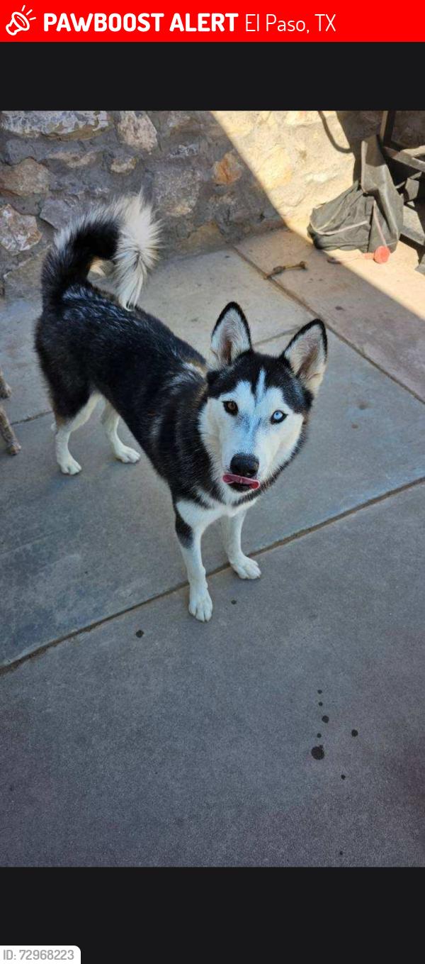 Lost Female Dog last seen Sam Snead Dr, El Paso, TX 79936