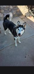 Lost Female Dog last seen Sam Snead Dr, El Paso, TX 79936
