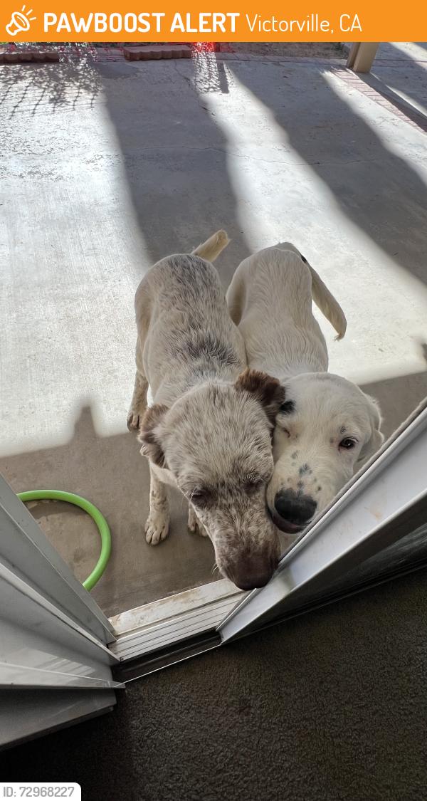 Found/Stray Unknown Dog last seen Northstar and high desert rd, Victorville, CA 92392