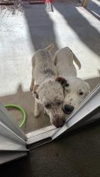 Found/Stray Unknown Dog last seen Northstar and high desert rd, Victorville, CA 92392