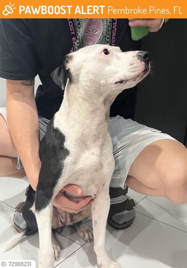 Found/Stray Female Dog last seen In the streets of the neighborhood, Pembroke Pines, FL 33024