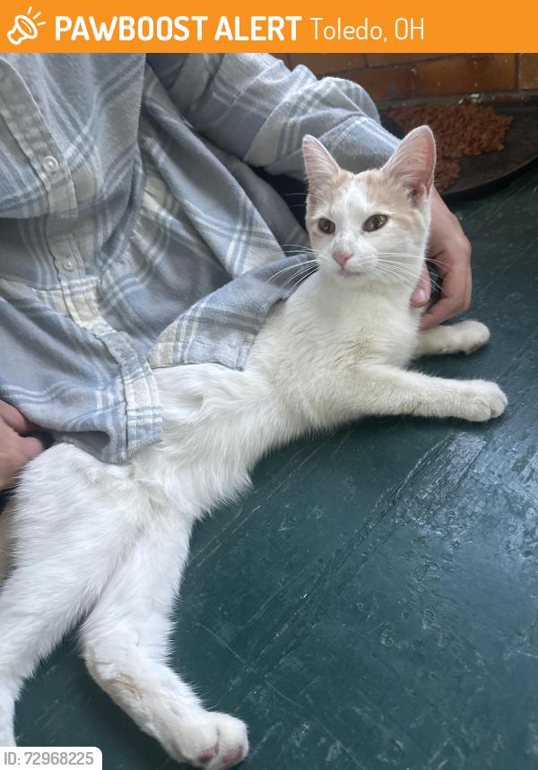 Found/Stray Female Cat last seen Idaho St & Spring Grove, Toledo, OH 43605