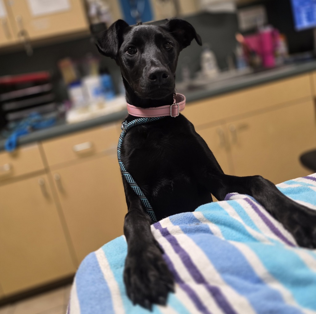 Shelter Stray Female Dog last seen ohs, OR, Troutdale, OR 97060