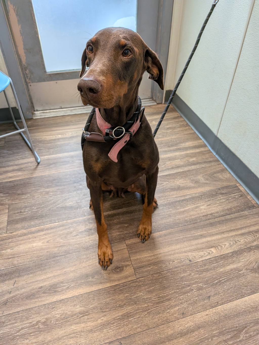 Shelter Stray Female Dog last seen Near Sunset Cliffs Boulevard, San Diego, CA, 92107, San Diego, CA 92110