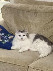 Reunited Female Cat last seen Venneit close, Oxfordshire, England OX2