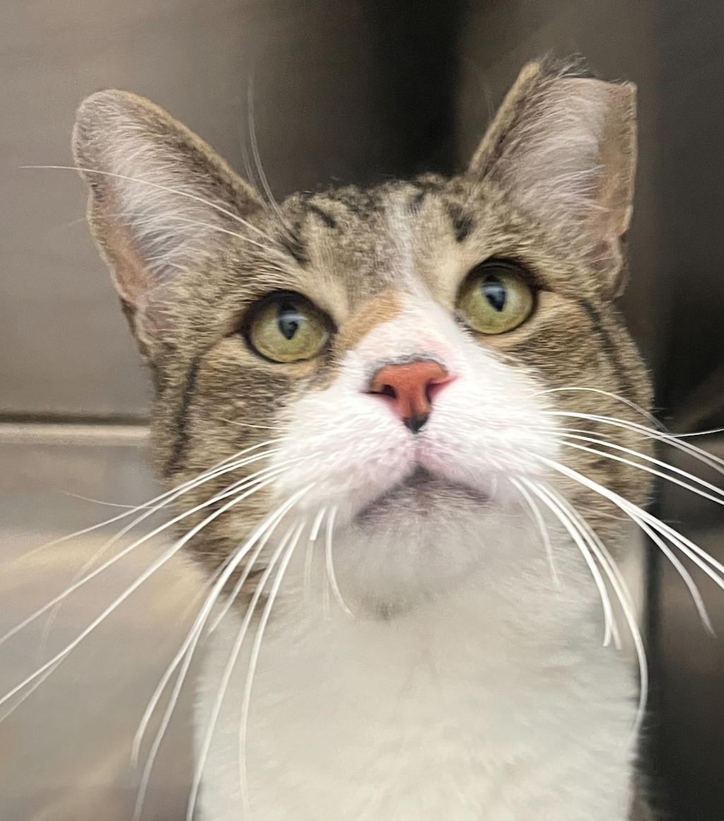 Shelter Stray Male Cat last seen 93rd/Hoyt St, Westminster, CO, 80021, Golden, CO 80401