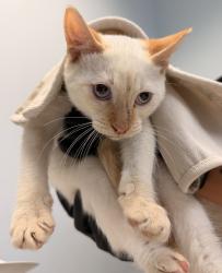 Shelter Stray Male Cat last seen Found two months ago, San Diego, CA, 92103, San Diego, CA 92110