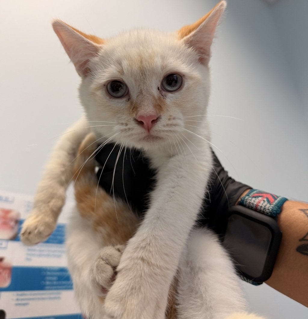 Shelter Stray Male Cat last seen Found two months ago, San Diego, CA, 92103, San Diego, CA 92110