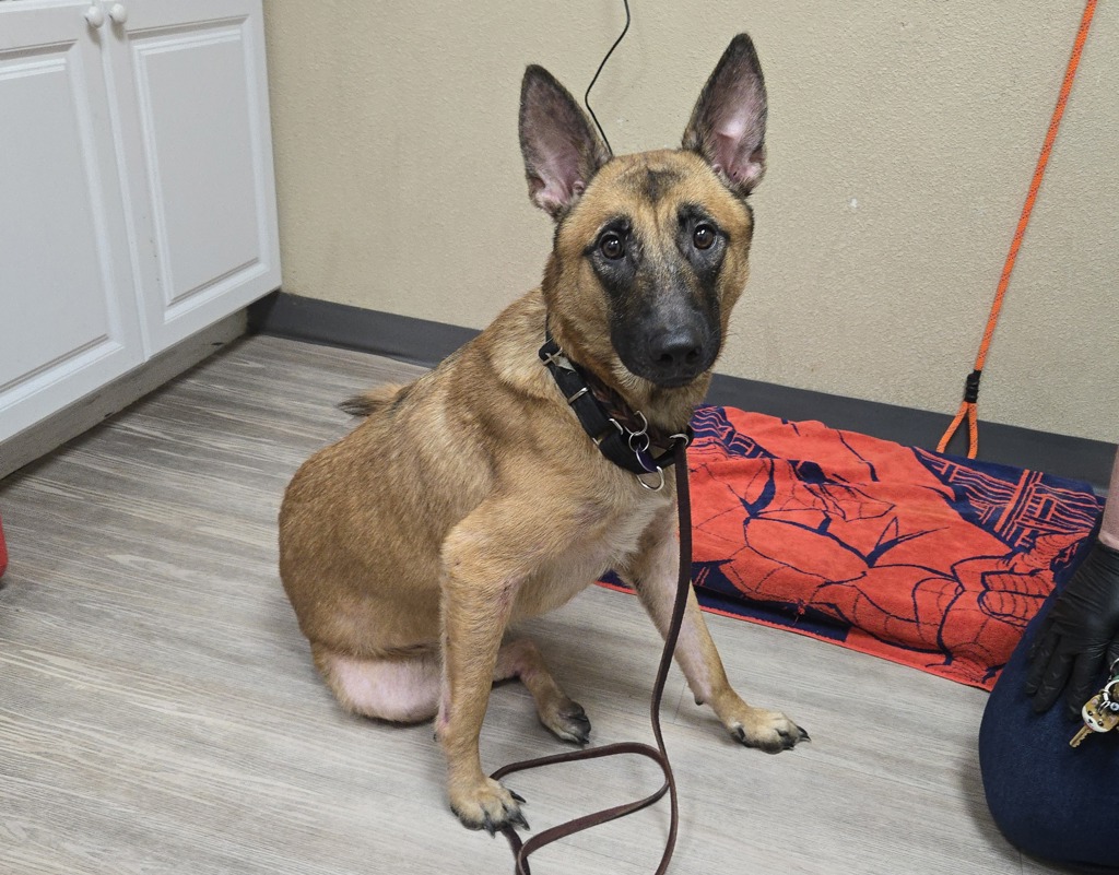 Shelter Stray Female Dog last seen Oceanside Boulevard, Oceanside, CA, 92054, Oceanside, CA 92058, USA