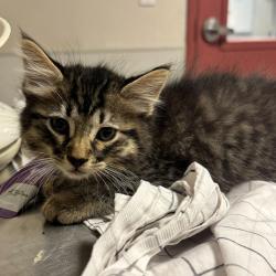 Shelter Stray Male Cat last seen Near Galleon Place, SAN LEANDRO, CA, 94577, Oakland, CA 94621