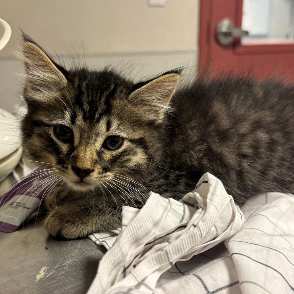 Shelter Stray Male Cat last seen Near Galleon Place, SAN LEANDRO, CA, 94577, Oakland, CA 94621