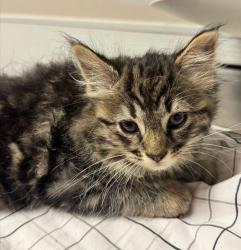 Shelter Stray Female Cat last seen Near Galleon Place, SAN LEANDRO, CA, 94577, Oakland, CA 94621
