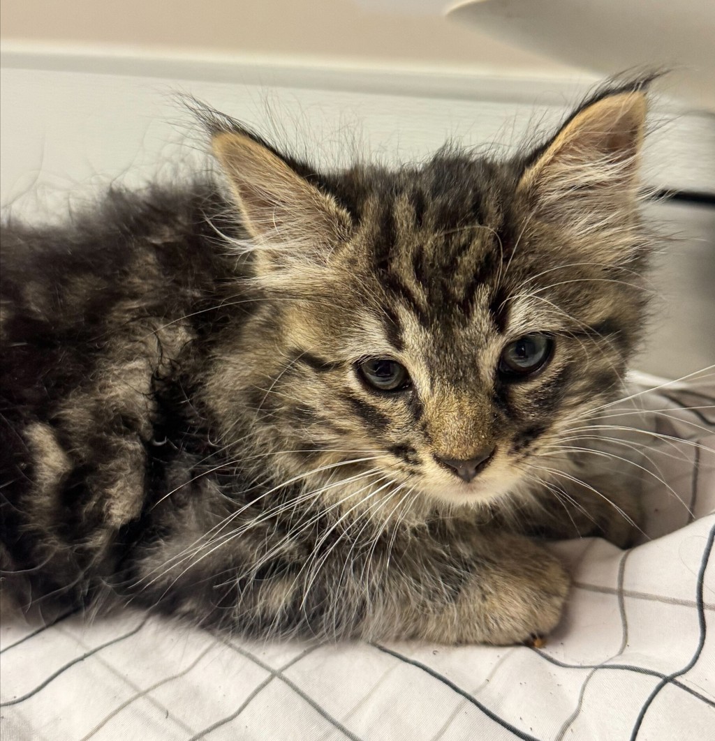 Shelter Stray Female Cat last seen Near Galleon Place, SAN LEANDRO, CA, 94577, Oakland, CA 94621