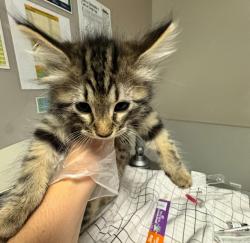 Shelter Stray Female Cat last seen Near Galleon Place, SAN LEANDRO, CA, 94577, Oakland, CA 94621