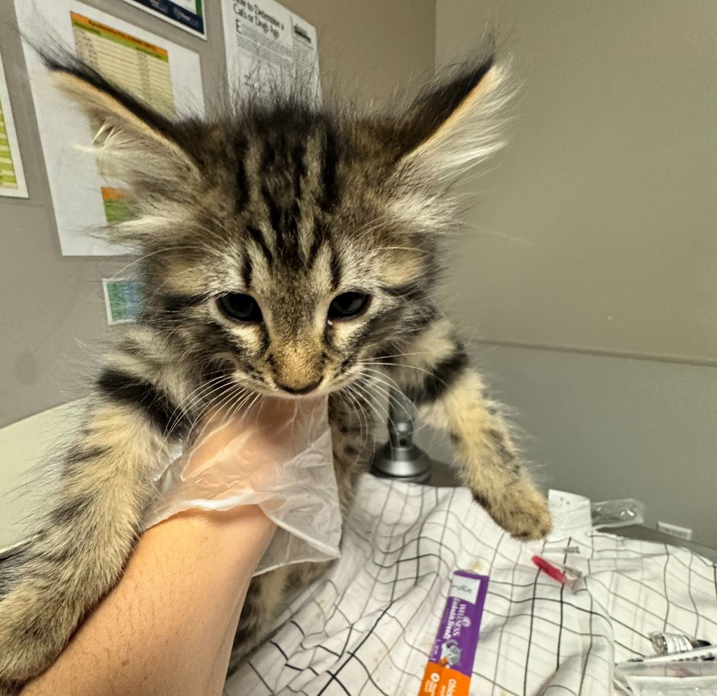 Shelter Stray Female Cat last seen Near Galleon Place, SAN LEANDRO, CA, 94577, Oakland, CA 94621