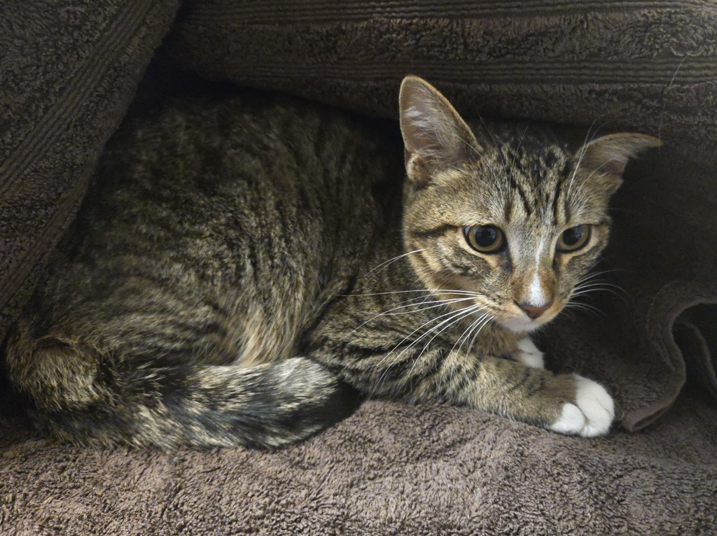 Shelter Stray Male Cat last seen Near Rosario Lane, Vista, CA, 92084, Oceanside, CA 92058