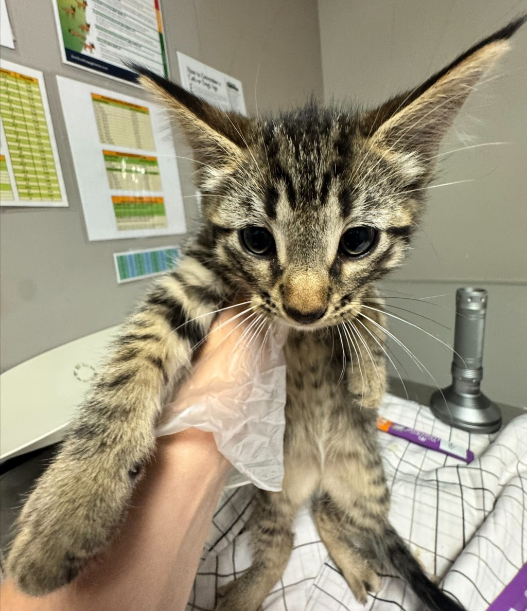 Shelter Stray Male Cat last seen Near Galleon Place, SAN LEANDRO, CA, 94577, Oakland, CA 94621