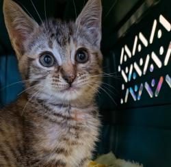 Shelter Stray Female Cat last seen N Flynn Rd, LIVERMORE, CA, 94551, Oakland, CA 94621