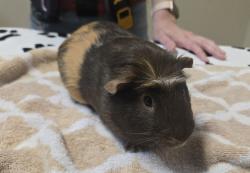 Shelter Stray Male Other last seen Apt 3,625 Sumner Way, Oceanside, CA, 92058, Oceanside, CA 92058, USA
