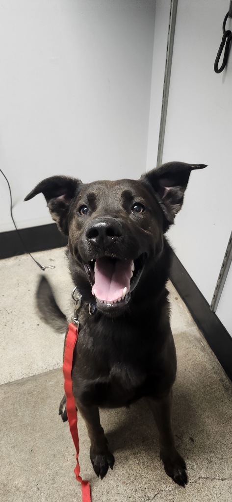 Shelter Stray Male Dog last seen 4th Street, BREMERTON, WA, 98337, Silverdale, WA 98383