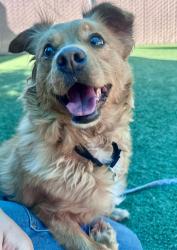 Shelter Stray Female Dog last seen Near Cara Cara Drive, San Diego, CA, 92126, Escondido, CA 92027