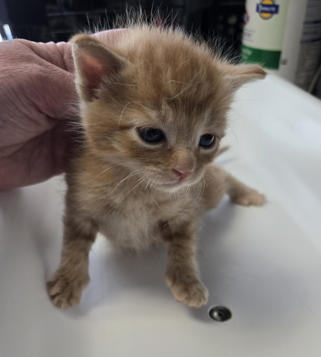 Shelter Stray Male Cat last seen Near N 900 W, SALT LAKE CITY, UT, 84116, 511 W 3900 S, Salt Lake City, UT 84123, USA