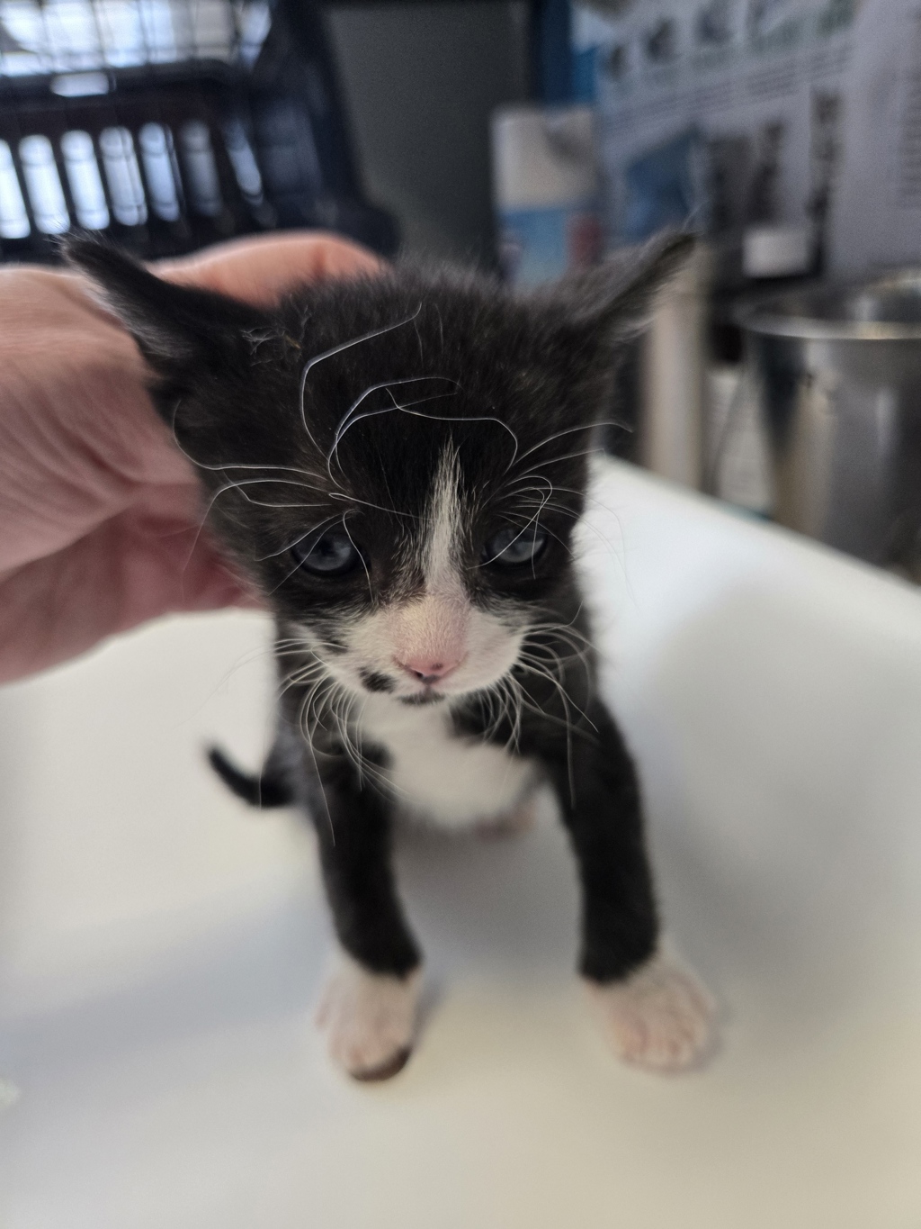Shelter Stray Female Cat last seen Near N 900 W, SALT LAKE CITY, UT, 84116, 511 W 3900 S, Salt Lake City, UT 84123, USA