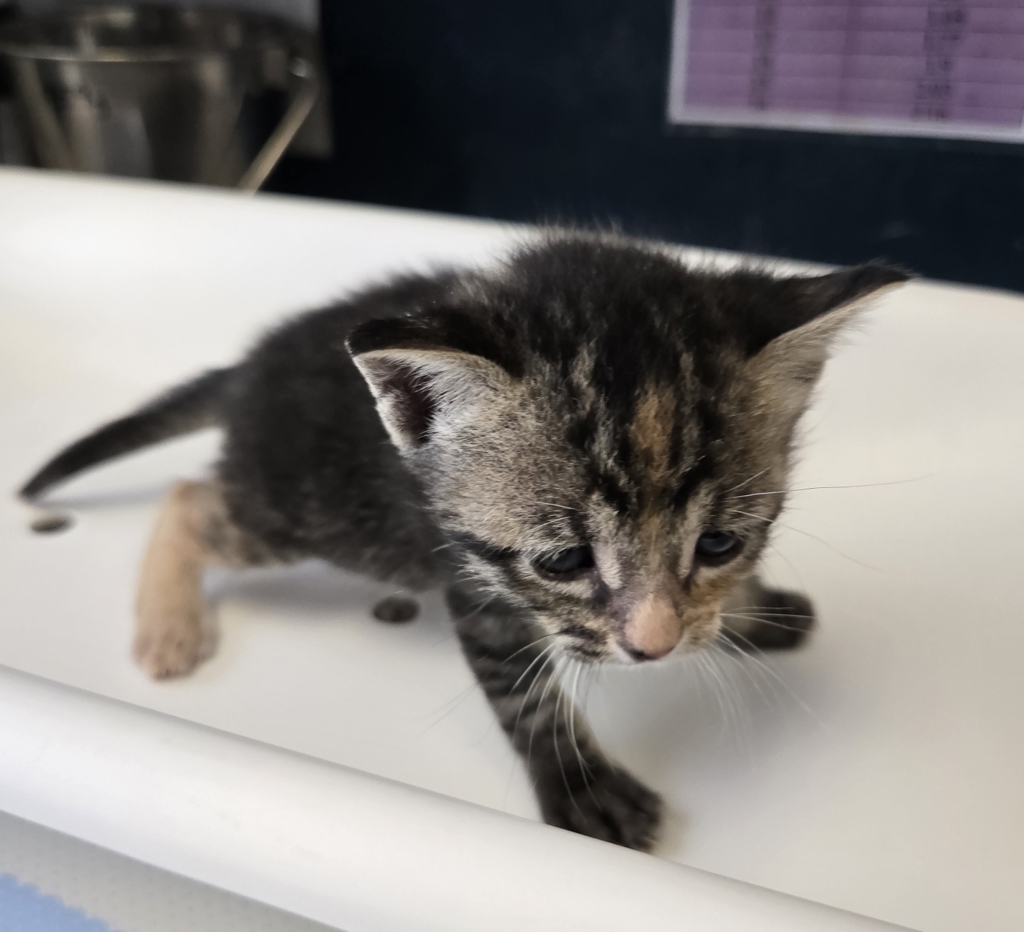 Shelter Stray Female Cat last seen Near N 900 W, SALT LAKE CITY, UT, 84116, 511 W 3900 S, Salt Lake City, UT 84123, USA