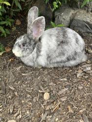 Found/Stray Unknown Rabbit last seen Bedford Street, New Bedford, MA 02740