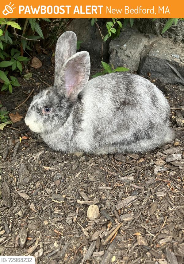 Found/Stray Unknown Rabbit last seen Bedford Street, New Bedford, MA 02740