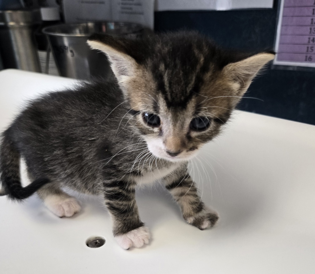 Shelter Stray Female Cat last seen Near N 900 W, SALT LAKE CITY, UT, 84116, 511 W 3900 S, Salt Lake City, UT 84123, USA
