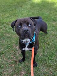 Shelter Stray Male Dog last seen Pump House Road, ANNAPOLIS, MD, 21403, Millersville, MD 21054